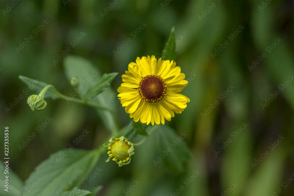 Helenium autumnale common sneezeweed in bloom, bunch of yellow flowers, high shrub with leaves Helenium autumnale common sneezeweed in bloom, bunch of yellow flowers, high shrub with leaves