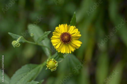 Wallpaper Mural Helenium autumnale common sneezeweed in bloom, bunch of yellow flowers, high shrub with leaves Torontodigital.ca