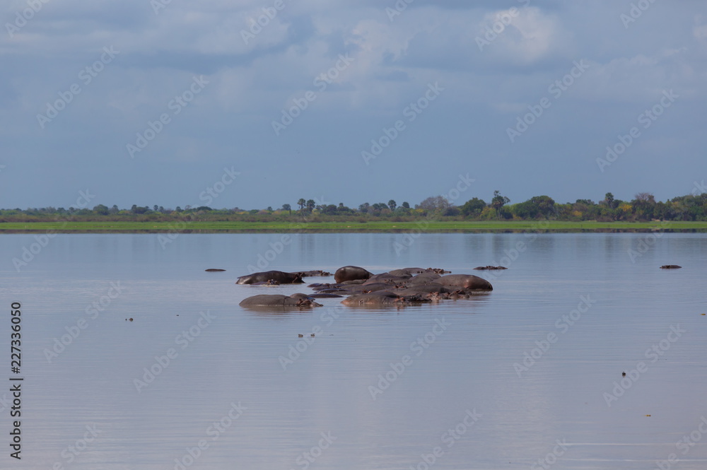 Tanzania. Hippos in Selous park