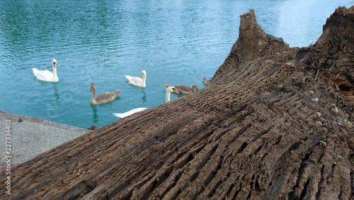 Old tree lies on the pontoon. Beautiful blue lake - background. Swans swim near the log.