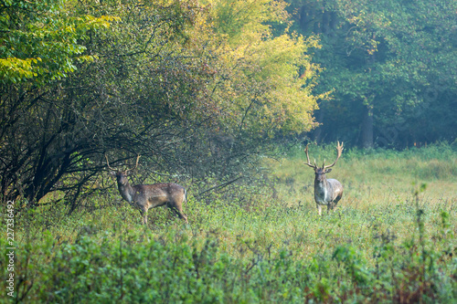 Photography Beautiful fallow deer male (dama dama) in autumn forest.