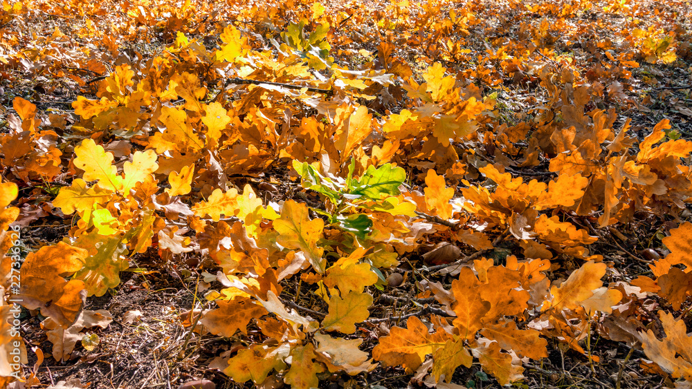 Eichenlaub im Herbst Eichenlaub im Herbst