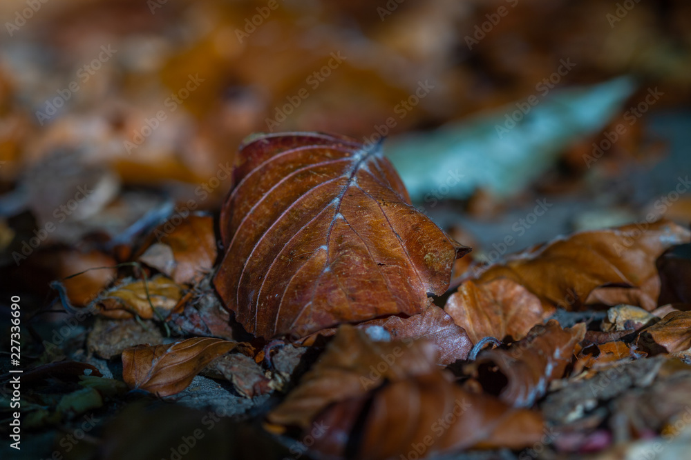 Automne Automne