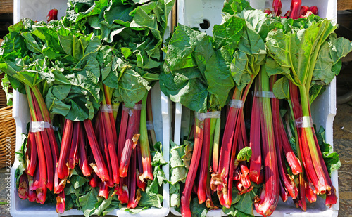 Принти на полотні Crates of green and red rhubarb stalks at a farmers market