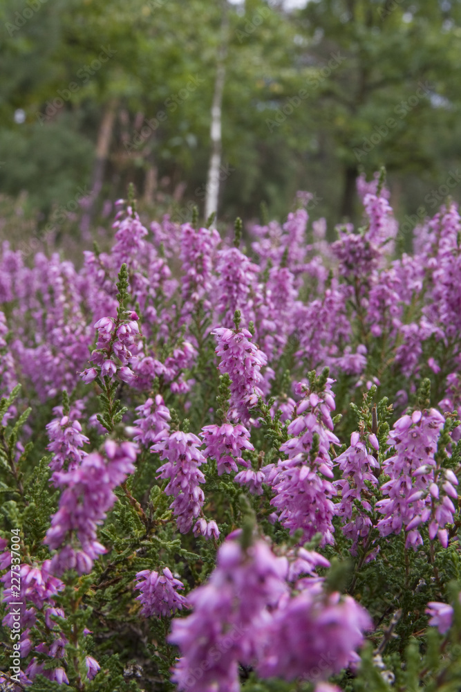 Heather (Calluna vulgaris) Heather (Calluna vulgaris)
