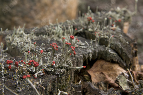 Lichen (Cladonia floerkeana) photo