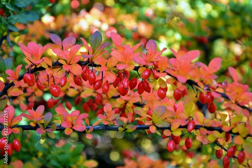 Tablou pe pânză Colorful bright branches of barberry with red berries in autumn