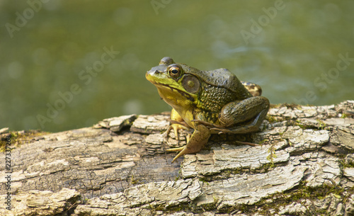 green bullfrog