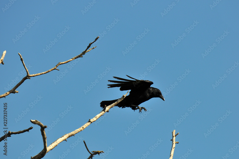 Obraz premium corbeau