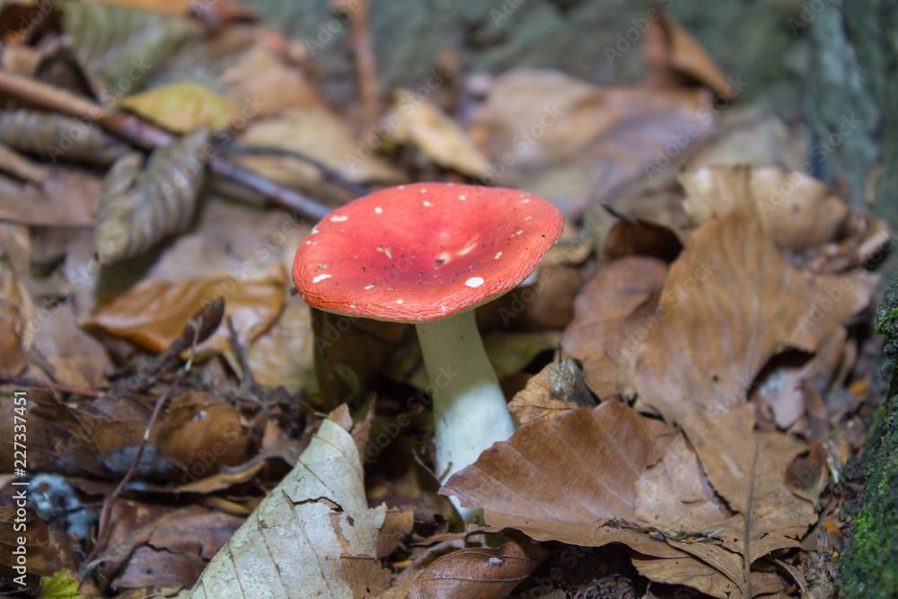Russula emetica mushroom,Red russula mushroom hiding in the leaves in the forest Russula emetica mushroom,Red russula mushroom hiding in the leaves in the forest