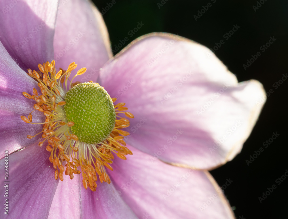 Anemone Flower