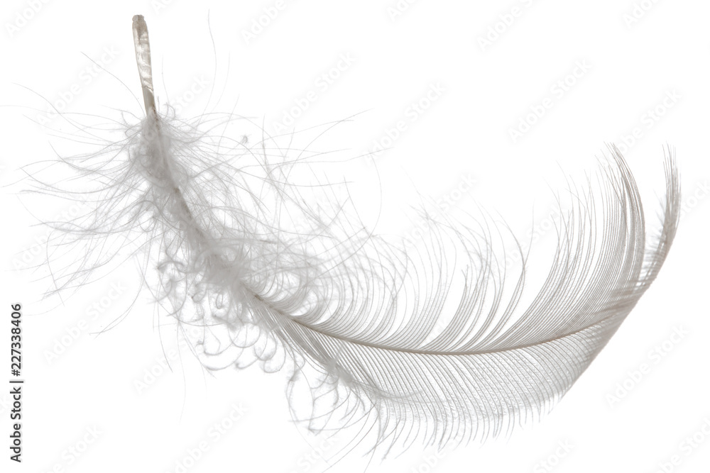 Feather bird isolated on a white background Feather bird isolated on a white background