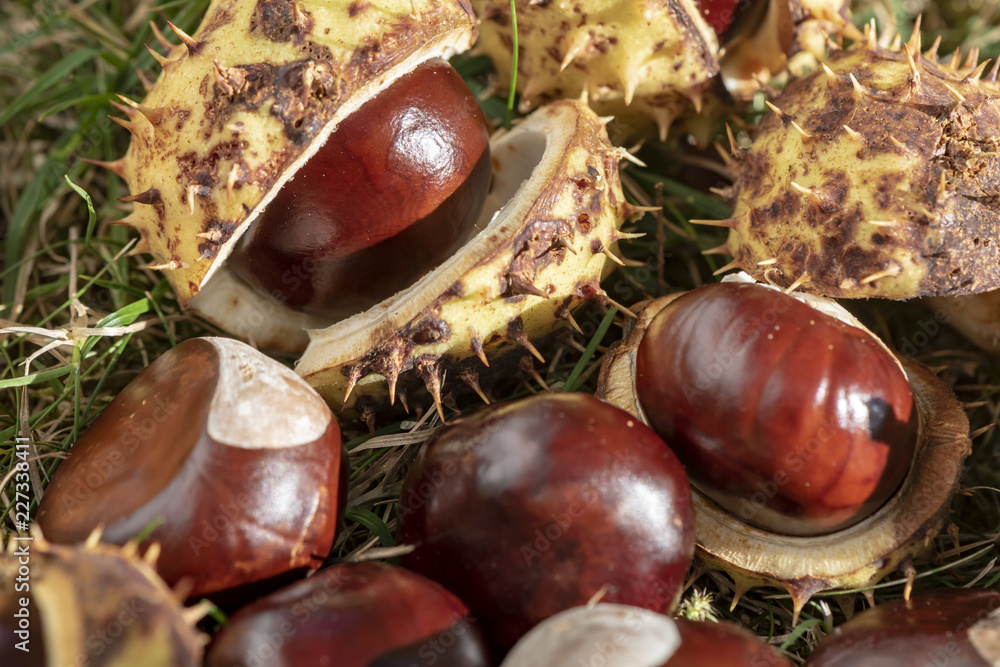 Chestnuts (Aesculus Hippocastanum) lying between grass at an autumn and sunny day Chestnuts (Aesculus Hippocastanum) lying between grass at an autumn and sunny day