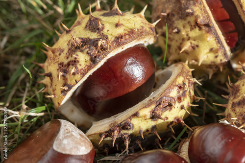 Chestnuts (Aesculus Hippocastanum) lying between grass at an autumn and sunny day