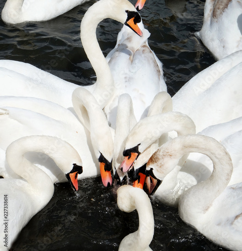 eigth swans close together in a circle there necks all curved into the centre photo