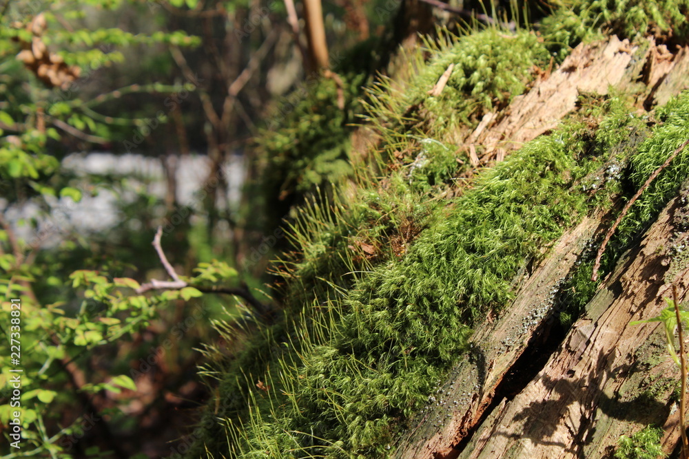 Green moss growing on the trunk of a tree Green moss growing on the trunk of a tree