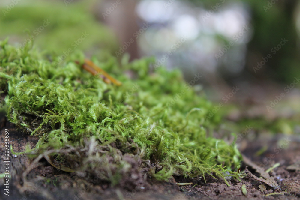 Close up of moss on the forest floor Close up of moss on the forest floor