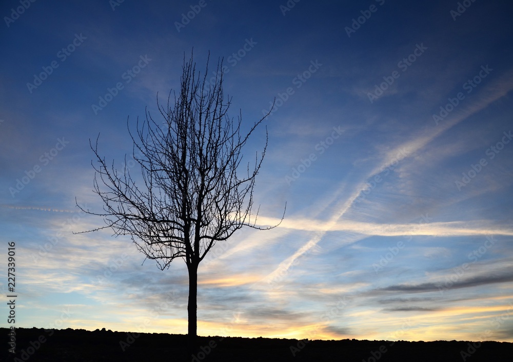 Obraz premium Baumsilhouette am Abend