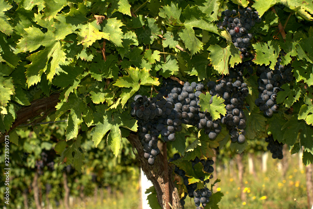 grapes on the vine,vineyard,wine,fruit,agriculture,green,autumn,plant