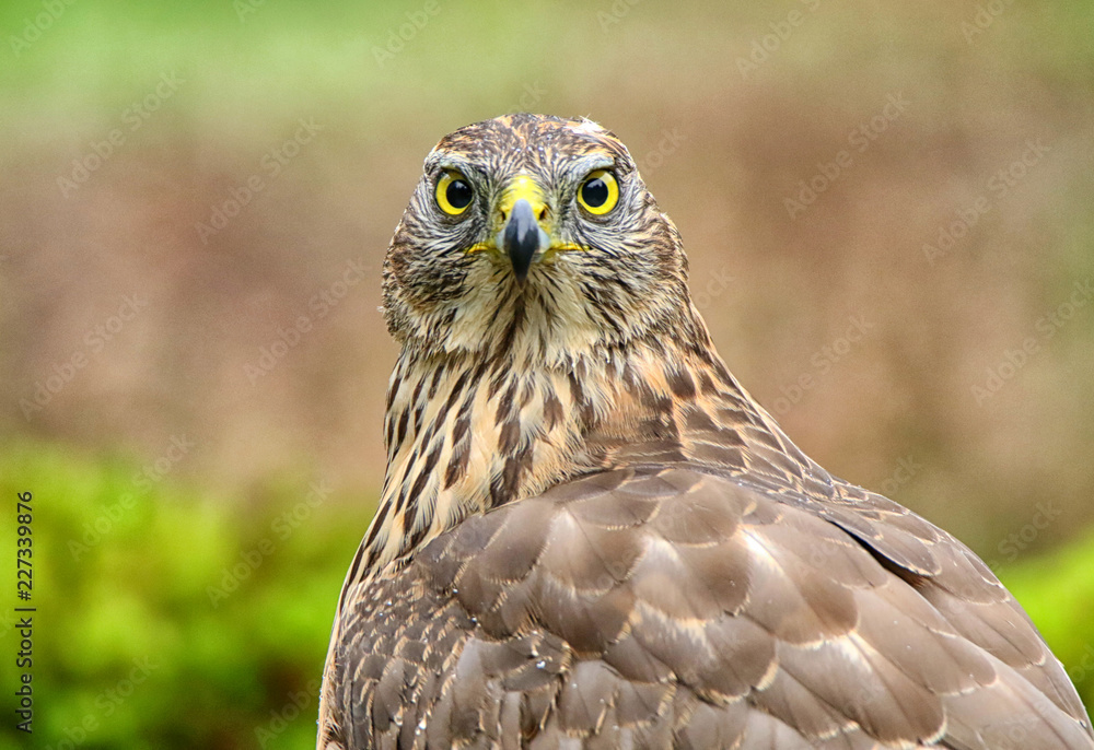 Obraz premium Goshawk with a very penetrating look