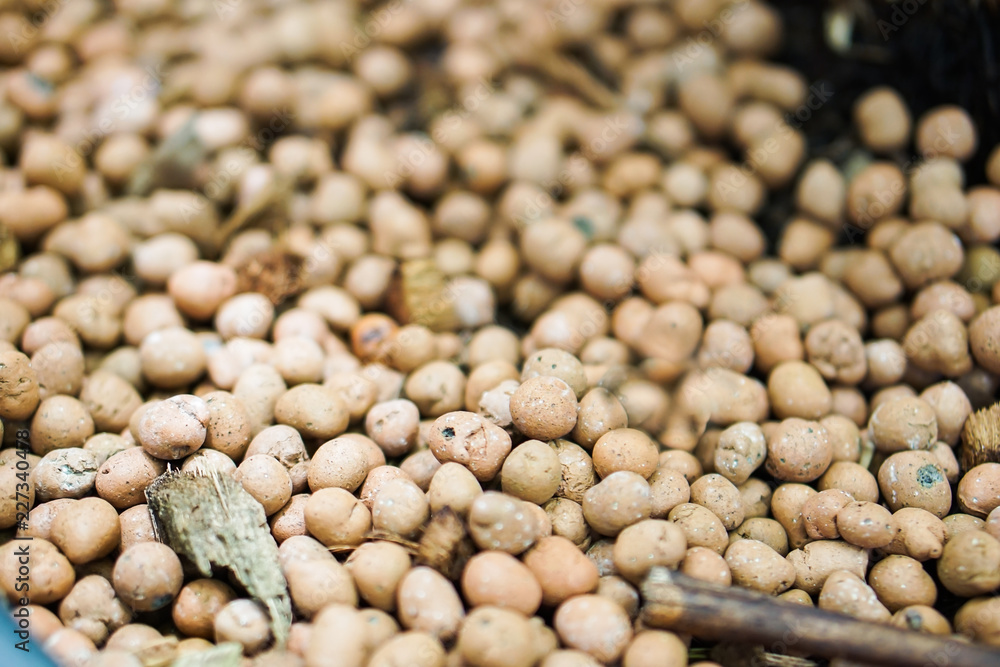 Dried white peppercorns seeds (background image).
