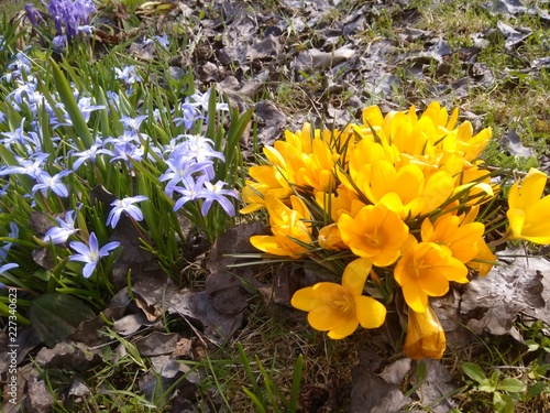 Yellow and Blue Crocuses photo