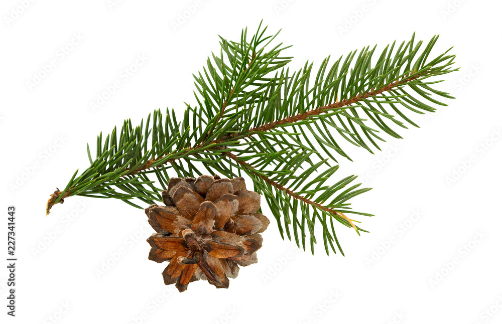 Fototapeta premium Fir tree branch and cone isolated on white