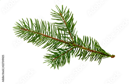 Fir tree branch isolated on white. Pine branch. Christmas fir.