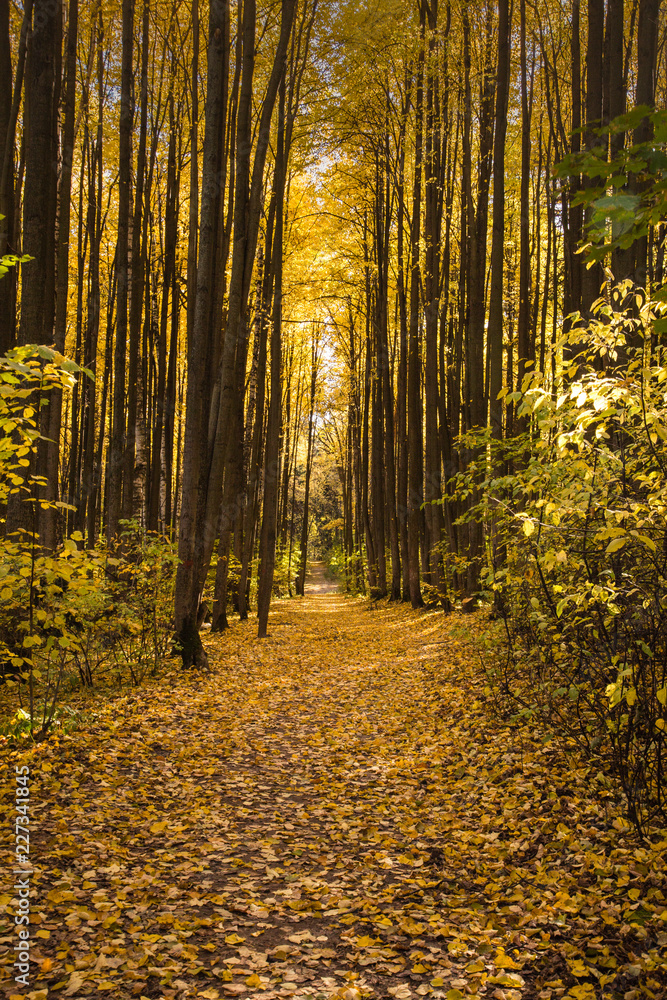 Obraz premium autumn in the forest