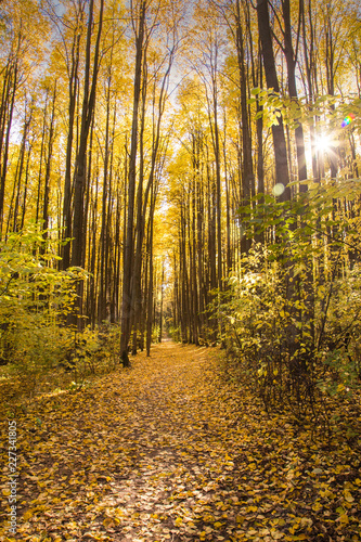 autumn in the forest