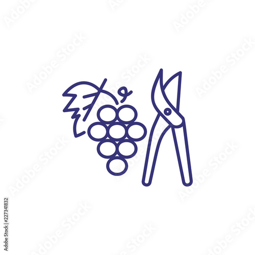 Pruning grape line icon. Cutter, plant, fruit. Winemaking concept. Vector illustration can be used for topics like viticulture, agriculture, vineyard