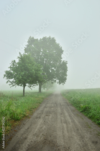 Polna droga wśró drzew i pól we mgle.