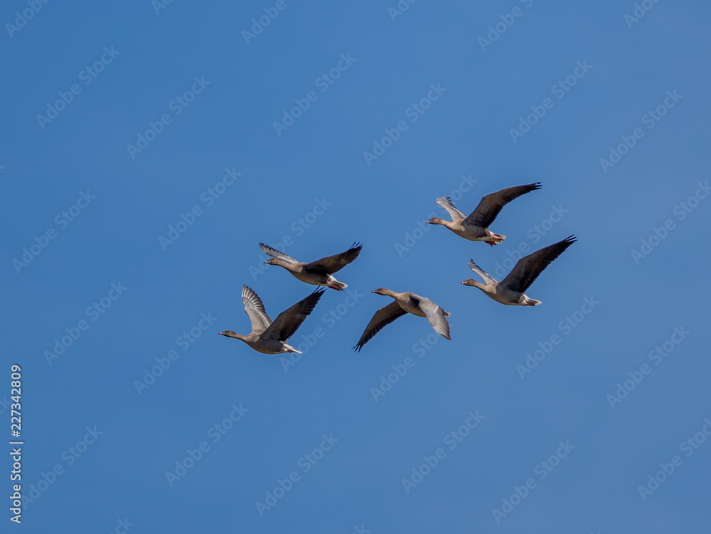 Pink Footed Geese In Flight