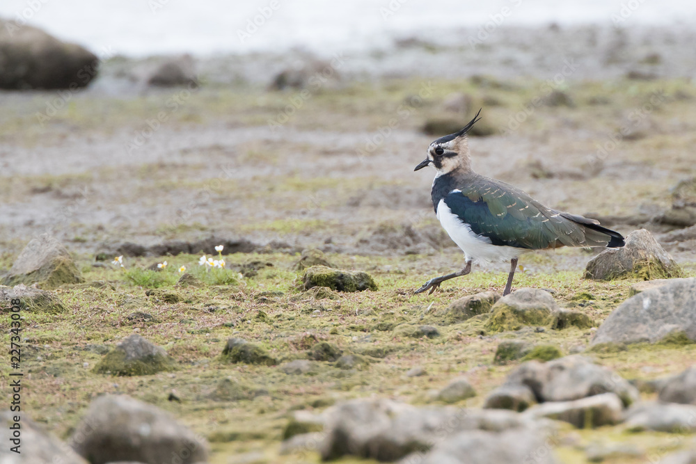 Lapwing Lapwing