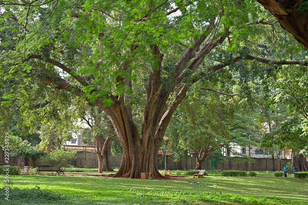 BEAUTIFUL TREES IN LALBAGH