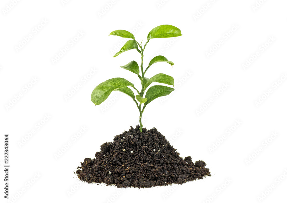 Green plant grows from the soil isolated, white background. Green plant grows from the soil isolated, white background.