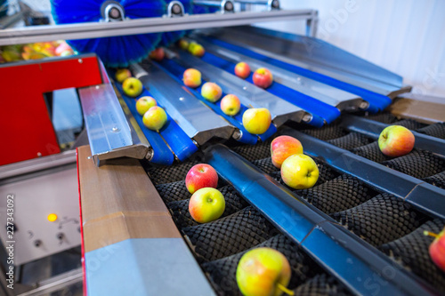 The fresh ripe apples rolling on the modern automatic robotic cleaning. sorting line. Production facilities of grading  packing and storage of crops of large agricultural firms.