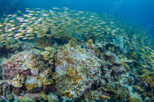 Fototapeta Naklejka Na Ścianę i Meble -  School of Yellow-stripe scad, Yellow-stripe trevally with coral reef .underwater