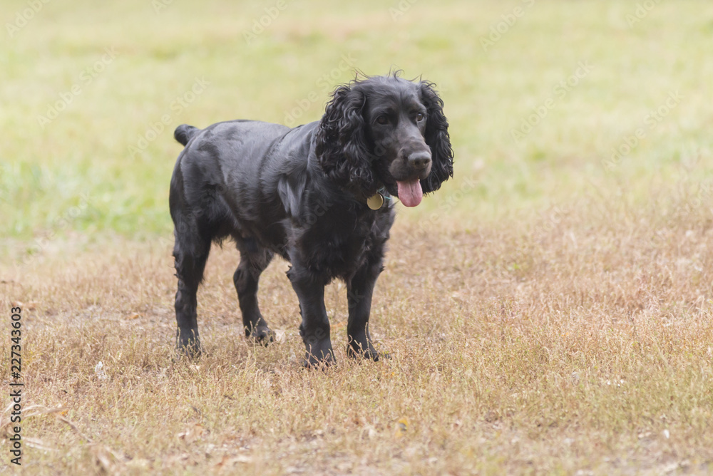 Cocker terrier stands on grass in a park in autumn Cocker terrier stands on grass in a park in autumn