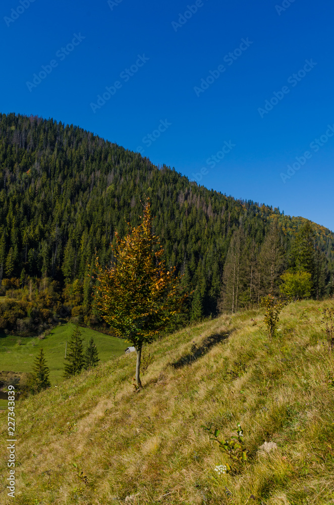Obraz premium Carpathian mountains in sunny day in the autumn season