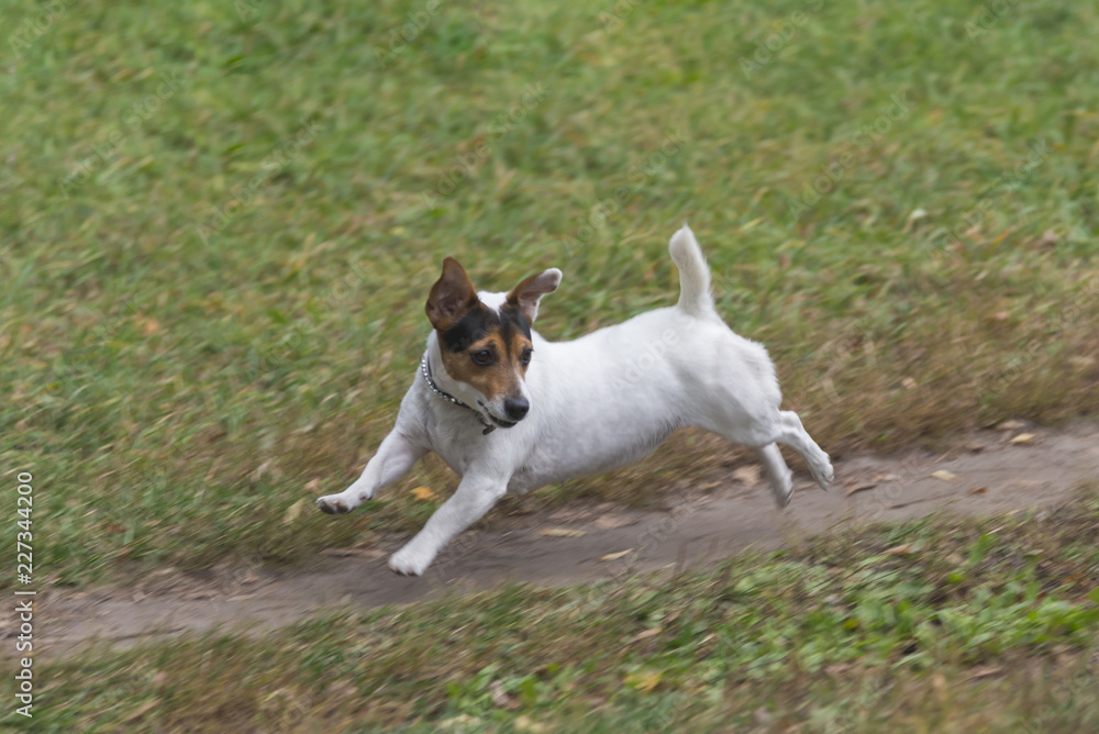 Jack russell terrier runs along the path in a park in autumn