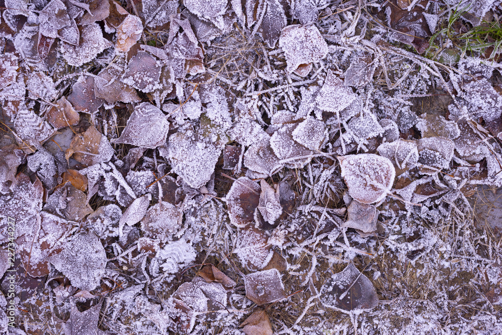 frosty leaves in park frosty leaves in park