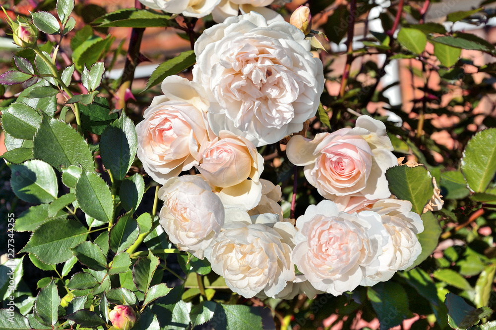 Delicate fragrant pink English roses on bush in the garden close up. Growing garden roses in the open ground - decorative element of landscape design Delicate fragrant pink English roses on bush in the garden close up. Growing garden roses in the open ground - decorative element of landscape design