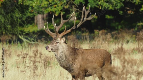 Red Deer bellowing during the rut
