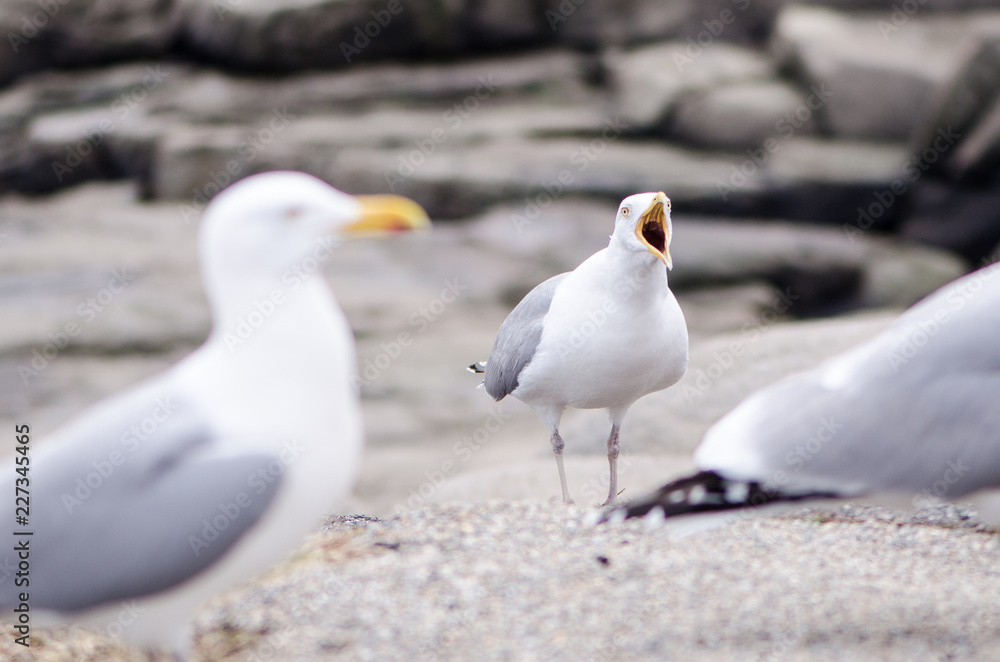 Flocks of seagulls fight and squawk over food near the Atlantic Ocean on the coast of Maine