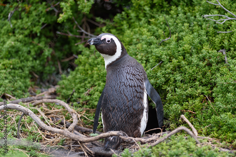 Obraz premium pingwin Spheniscus demersus w afryce południowej