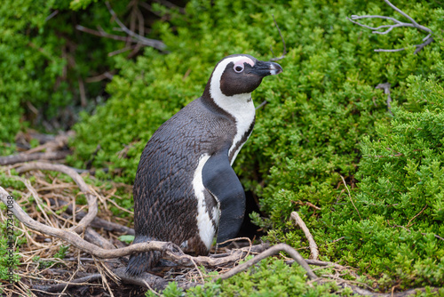 penguin Spheniscus demersus in south africa  photo