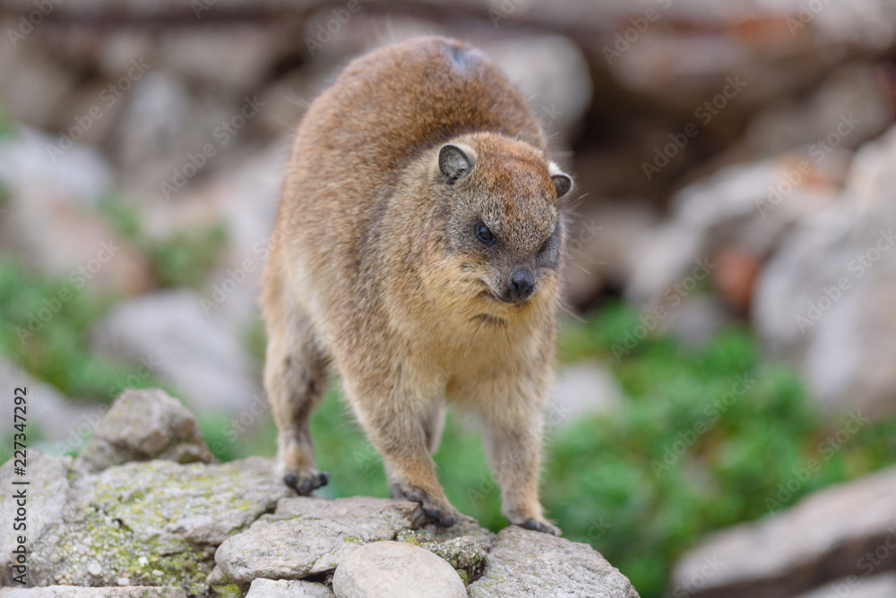 Naklejka premium cute Dassie sitting on cliff - Klippschliefer Africa Safari