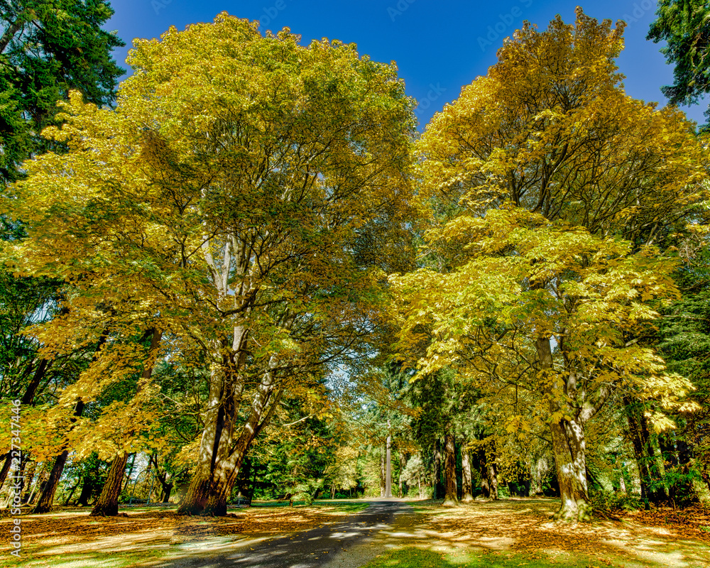 Naklejka premium Autumn in the Park