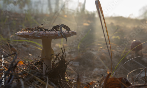 Amanita muscaria muchomor czerwone grzyby z białymi plamami na trawie